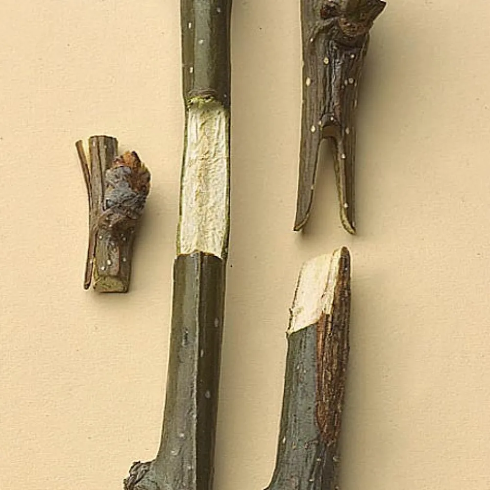 garrett-wade Professional Grafting Tool