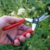 Garrett Wade Spring-Loaded Long-Nose Fruit Scissor Hot